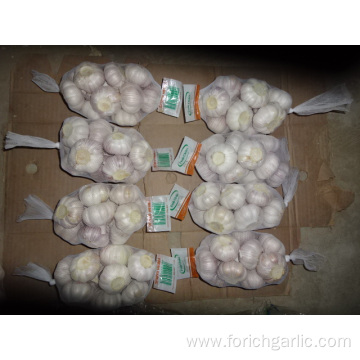 Normal White Garlic High Quality